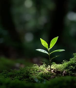 Workplace Safety & Environmental Laws